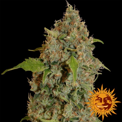 Chronic Thunder - Barney's Farm.