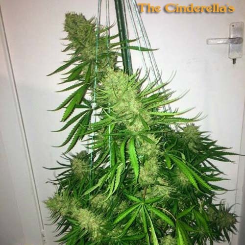 Cinderellas - Sumo Seeds wietplant in bloei