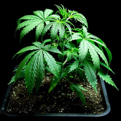 Cinderellas - Sumo Seeds wietplant in groei