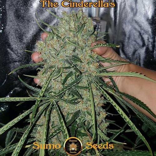 Cinderellas - Sumo Seeds oogstrijp