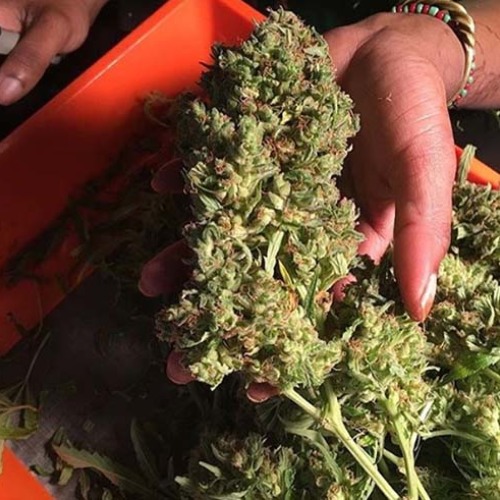 Cinderellas - Sumo Seeds Toppen geoogst