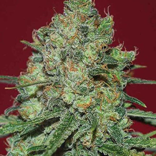 Clinical White CBD - Expert Seeds