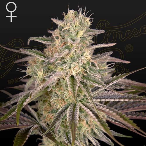 Cloud Walker - Green House Seeds