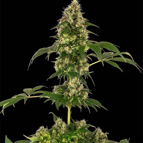 Cobalt Haze - Sensi Seeds