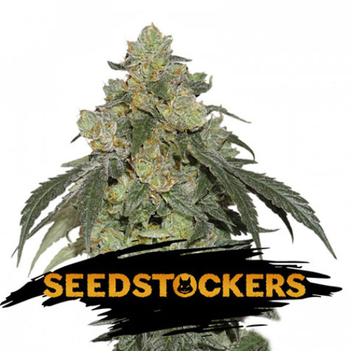 Cookies and Cream - Seedstockers