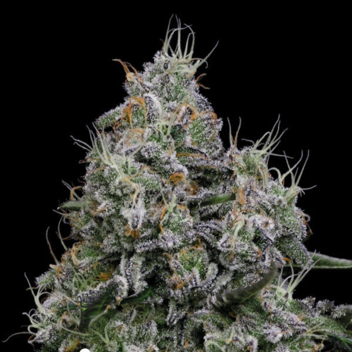 Core Damage - Anesia Seeds