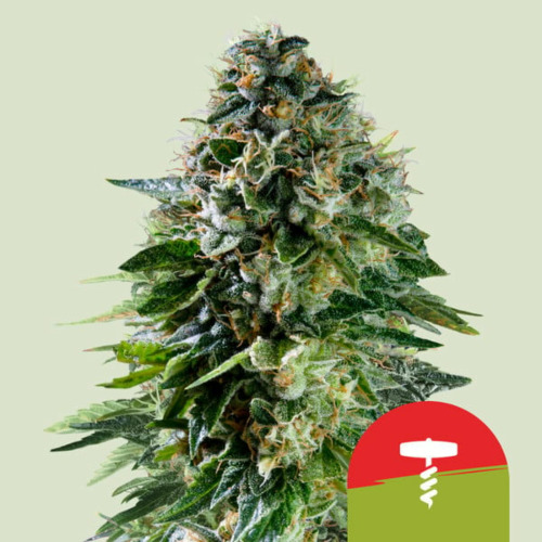 RQS X TYSON Corkscrew Auto - Royal Queen Seeds
