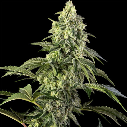 Cosmic Kiss - Sensi Seeds