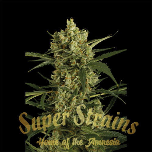 Crackers - Super Strains