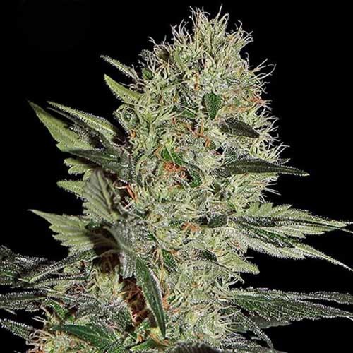 Cheese Auto - Kera Seeds