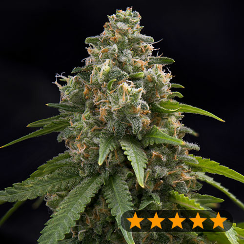 Creamy Caramel F1 Early Harvest - PowerStrains