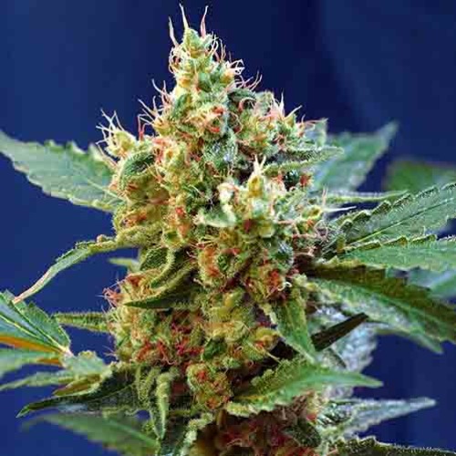 Green Poison XL Auto - Sweet Seeds