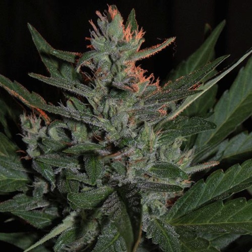 KO Crop Autoflower - Cream of the Crop