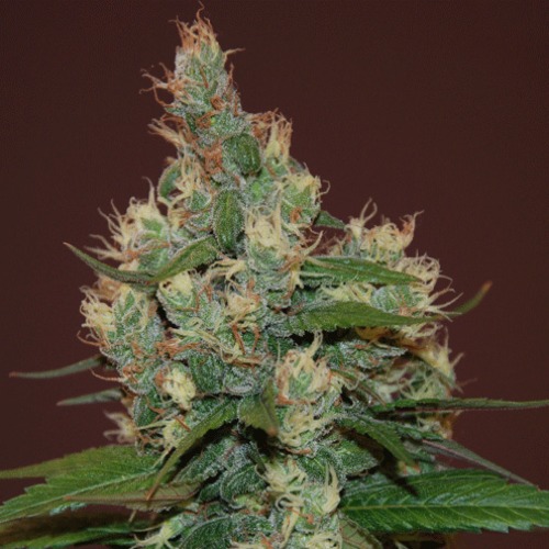 Sour Turbo Diesel - Cream of the Crop