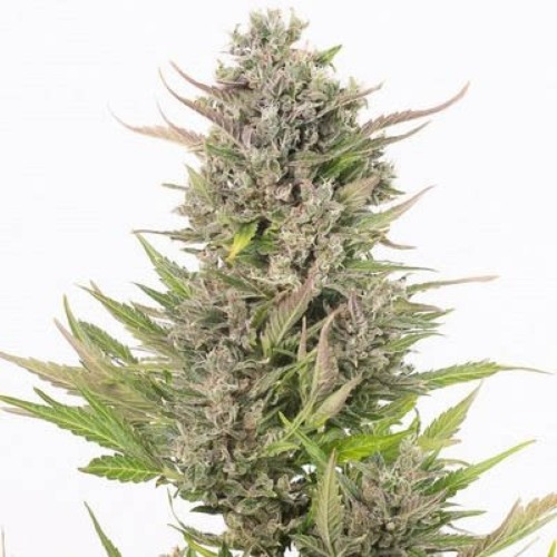 Critical+ Auto CBD - Dinafem