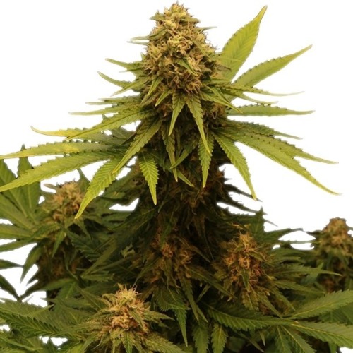 Critical cannabis plant - Royal Queen Seeds