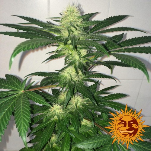 Auto Critical Kush wietplant van Barney‚Äö√Ñ√¥s Farm