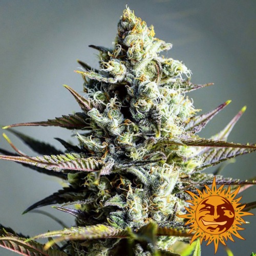 Critical Kush cannabis plant - Barney's Farm