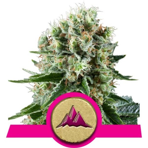 Critical Kush wietsoort - Royal Queen Seeds