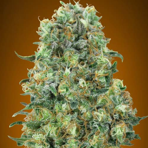Critical Mass - Advanced Seeds