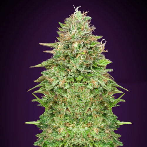 Critical Poison fast V - 00 Seeds