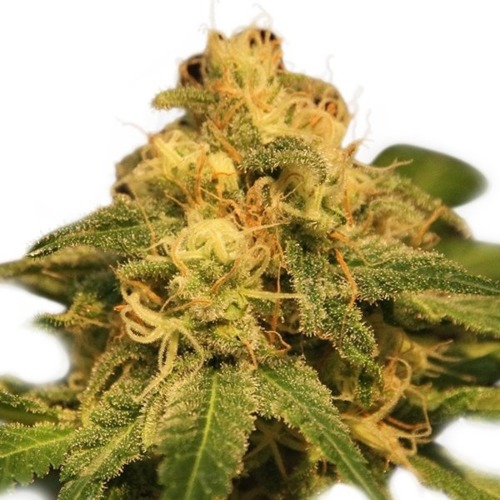 Critical top - Royal Queen Seeds