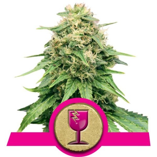 Critical cannabis - Royal Queen Seeds