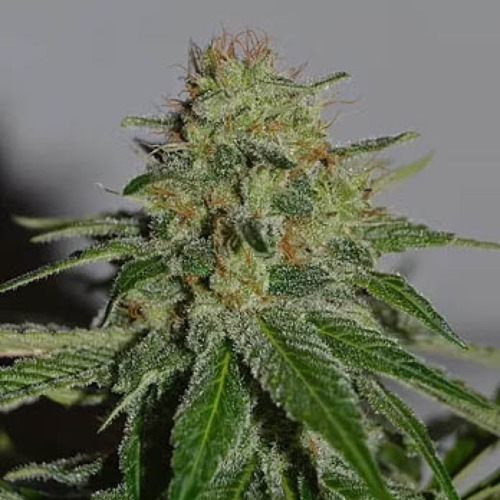 Crop Doctor - Cream of the Crop
