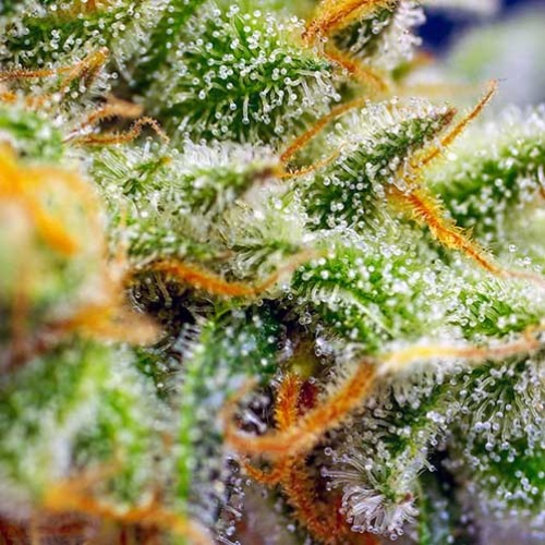 Crystal Candy XL Auto - Sweet Seeds close-up trichomen