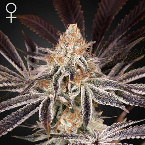 Dark Phoenix - Green House Seeds