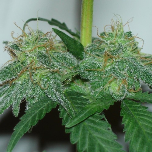 White Widow - De Sjamaan - top wietplant