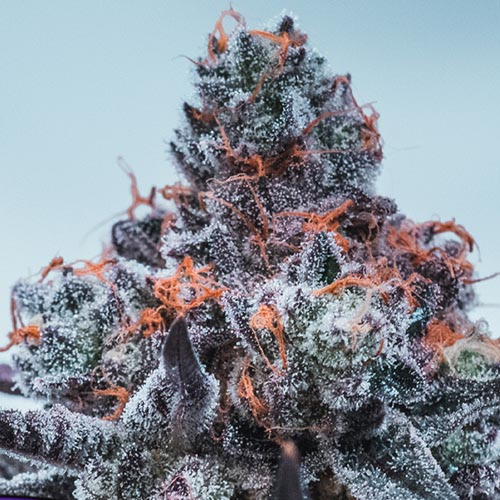 Deep Jealousy Auto - Anesia Seeds