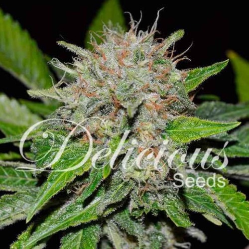 Deep Mandarine - Delicious Seeds