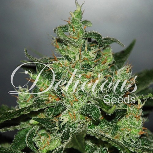 Critical x Jack Herer Auto - Delicious Seeds