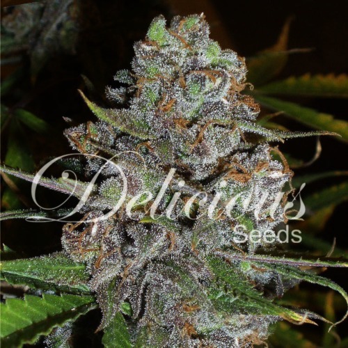 La Diva - Delicious Seeds