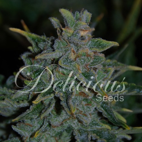 Northern Light Blue Auto - Delicious Seeds