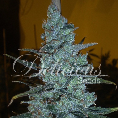 Critical Jack Herer - Delicious Seeds