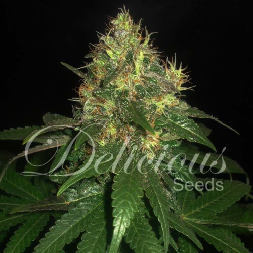 Northern Light Blue - Delicious Seeds