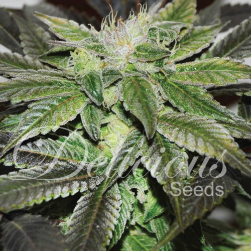 Sugar Candy - Delicious Seeds