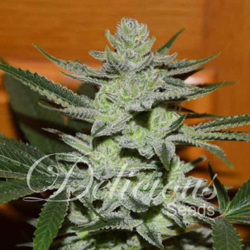 Desconocida Kush - Delicious Seeds