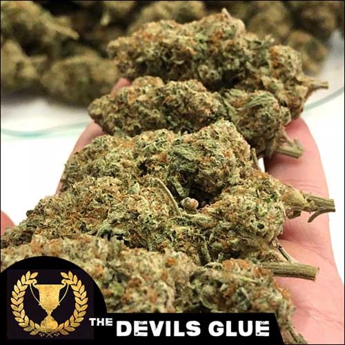 Devil's Glue - Devil's Harvest