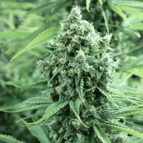 Casey Jones - Devils Harvest