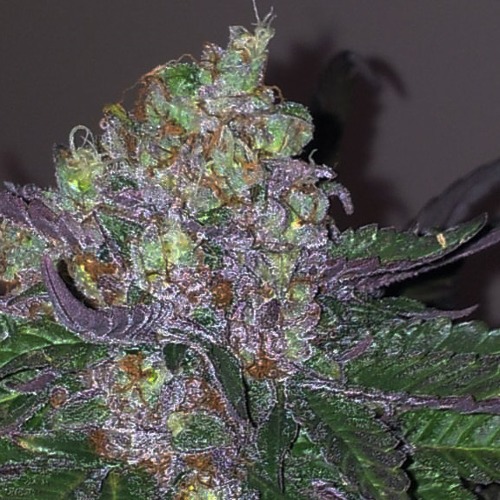 Fallen Angel - Devils Harvest wietplant top