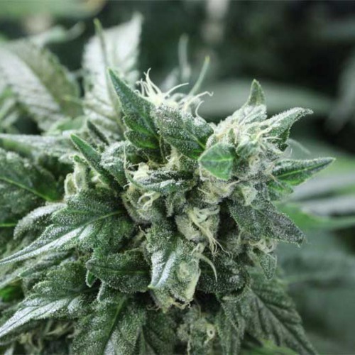 Kuchi - Devils Harvest foto top wietplant