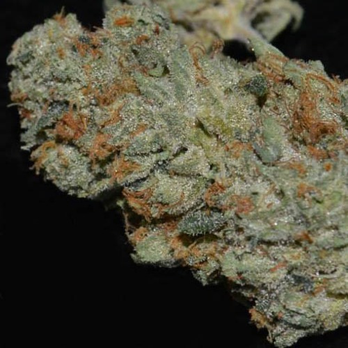 Rollex OG Kush - Devils Harvest droge wiet