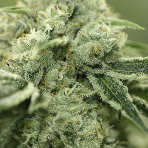 Rollex OG Kush - Devils Harvest wiet top van dichtbij