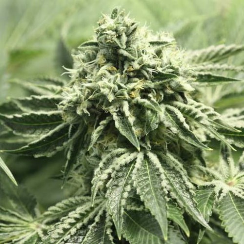 Rollex OG Kush - Devils Harvest wiet top bloei