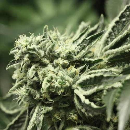 Rollex OG Kush - Devils Harvest wietplant in bloei
