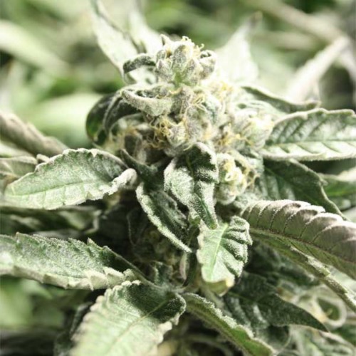 Shoreline - Devils Harvest close-up van een wietplant top