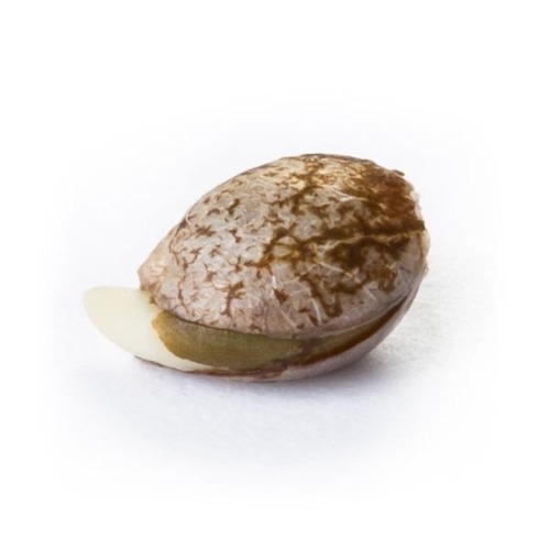 Ontkiemd wietzaadje Diesel Automatic - Royal Queen Seeds